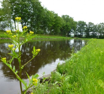 Fischteich